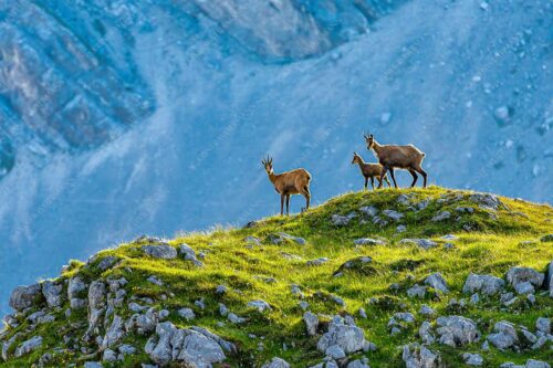 Gämsen mit Kitz im Karwendelgebirge - Gamslan 3:2  -- Gämsen im Karwendel - mehr Infos bei www.Kriner-Weiermann.de