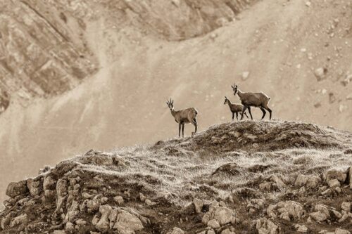 Gämsen mit Kitz im Karwendelgebirge - Gamslan 3:2 sepia -- Gämsen im Karwendel - mehr Infos bei www.Kriner-Weiermann.de
