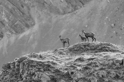 Gämsen mit Kitz im Karwendelgebirge - Gamslan 3:2 sw -- Gämsen im Karwendel - mehr Infos bei www.Kriner-Weiermann.de