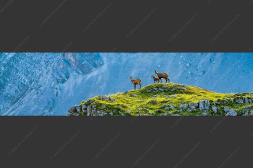 Gämsen mit Kitz im Karwendelgebirge - Gamslan 4:1  -- Gämsen im Karwendel - mehr Infos bei www.Kriner-Weiermann.de