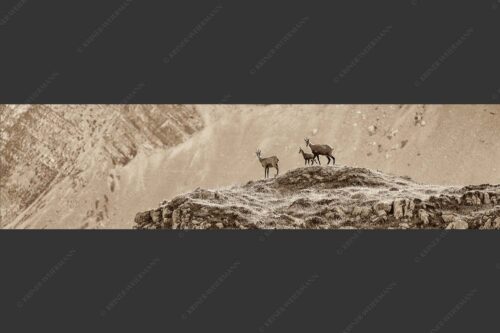 Gämsen mit Kitz im Karwendelgebirge - Gamslan 4:1 sepia -- Gämsen im Karwendel - mehr Infos bei www.Kriner-Weiermann.de