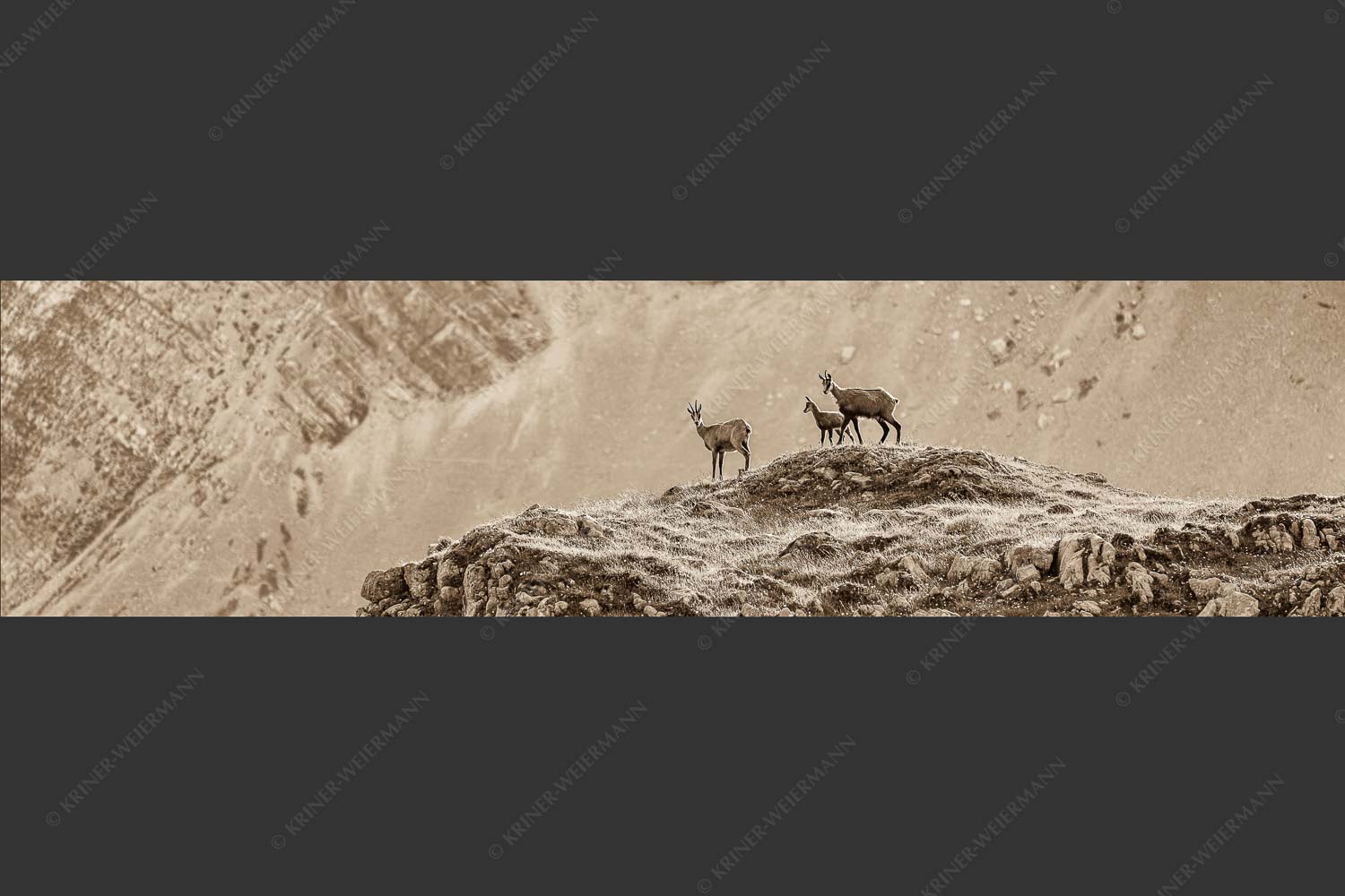 Gämsen mit Kitz im Karwendelgebirge - Gamslan 4:1 sepia -- Gämsen im Karwendel - mehr Infos bei www.Kriner-Weiermann.de
