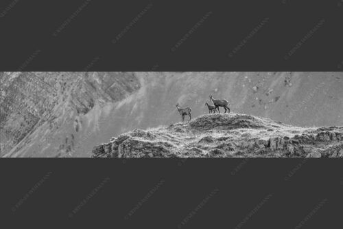 Gämsen mit Kitz im Karwendelgebirge - Gamslan 4:1 sw -- Gämsen im Karwendel - mehr Infos bei www.Kriner-Weiermann.de