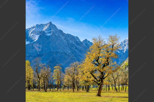 Blick über Großen Ahornboden zur Spritzkarspitze im Karwendelgebirge - Goldgrube 1:1  -- Herbstfärbung am Ahornboden - mehr Infos bei www.Kriner-Weiermann.de