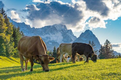 Rindvieh am Gschwandnerbauer vor dem Zugspitzmassiv - Grasen 3:2  -- Kühe mit Wettersteingebirge - mehr Infos bei www.Kriner-Weiermann.de