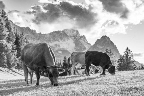 Rindvieh am Gschwandnerbauer vor dem Zugspitzmassiv - Grasen 3:2 sw -- Kühe mit Wettersteingebirge - mehr Infos bei www.Kriner-Weiermann.de