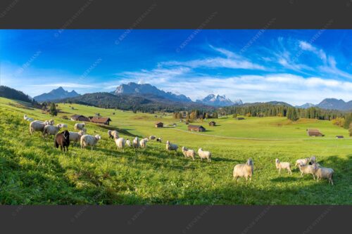 Bergschafe auf der Herbstweide mit Wetterstein im Hintergrund - Hallo wach 2:1  -- Schafe mit Wetterstein - mehr Infos bei www.Kriner-Weiermann.de