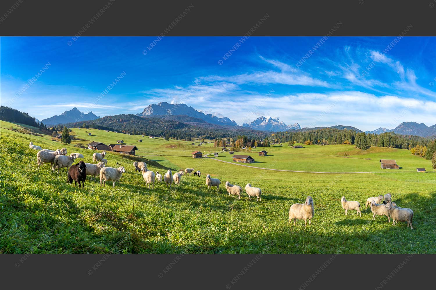 Bergschafe auf der Herbstweide mit Wetterstein im Hintergrund - Hallo wach 2:1 -- Schafe mit Wetterstein - mehr Infos bei www.Kriner-Weiermann.de