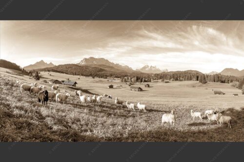 Bergschafe auf der Herbstweide mit Wetterstein im Hintergrund - Hallo wach 2:1 sepia -- Schafe mit Wetterstein - mehr Infos bei www.Kriner-Weiermann.de
