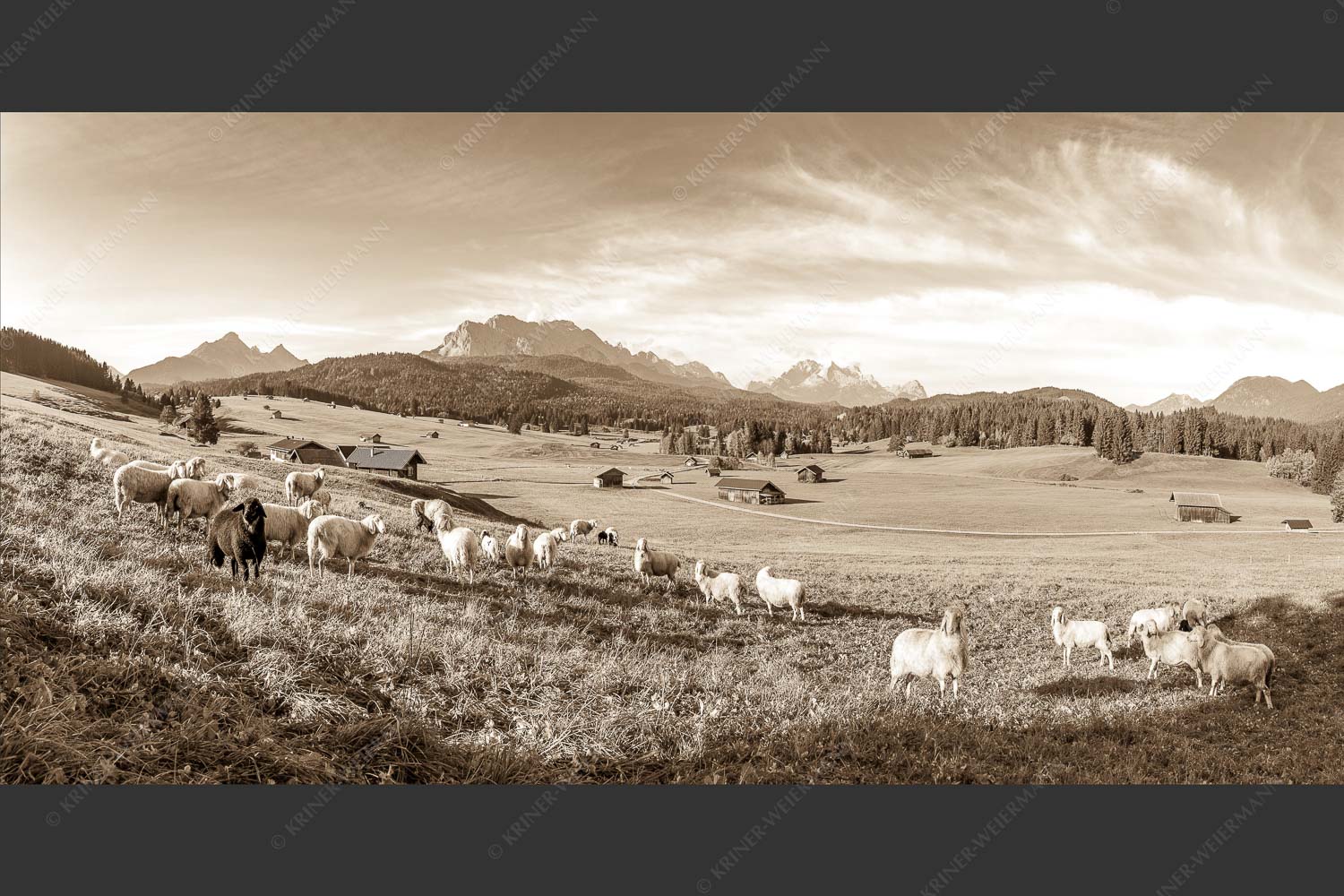 Bergschafe auf der Herbstweide mit Wetterstein im Hintergrund - Hallo wach 2:1 sepia -- Schafe mit Wetterstein - mehr Infos bei www.Kriner-Weiermann.de