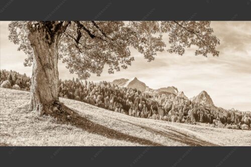 Ahorn mit Blick auf Alpspitz, Zugspitz und Waxenstein - Herbstliches Zugspitzmassiv 2:1 sepia -- Ahornbaum am Wamberg - mehr Infos bei www.Kriner-Weiermann.de
