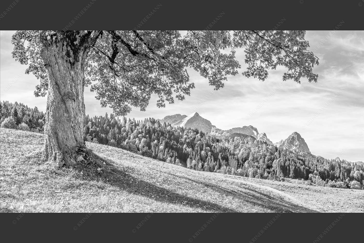 Ahorn mit Blick auf Alpspitz, Zugspitz und Waxenstein - Herbstliches Zugspitzmassiv 2:1 sw -- Ahornbaum am Wamberg - mehr Infos bei www.Kriner-Weiermann.de