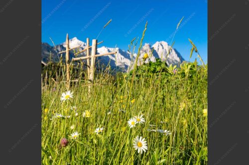 Wiesmahd in Garmisch-Partenkirchen mit Alpspitz und Waxenstein - Heuzeit 1:1  -- Blumenwiese Stanker und Alpspitze - mehr Infos bei www.Kriner-Weiermann.de