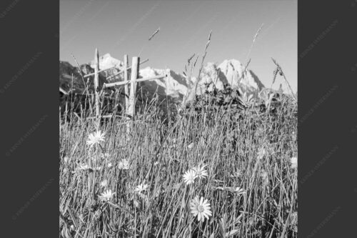 Wiesmahd in Garmisch-Partenkirchen mit Alpspitz und Waxenstein - Heuzeit 1:1 sw -- Blumenwiese Stanker und Alpspitze - mehr Infos bei www.Kriner-Weiermann.de