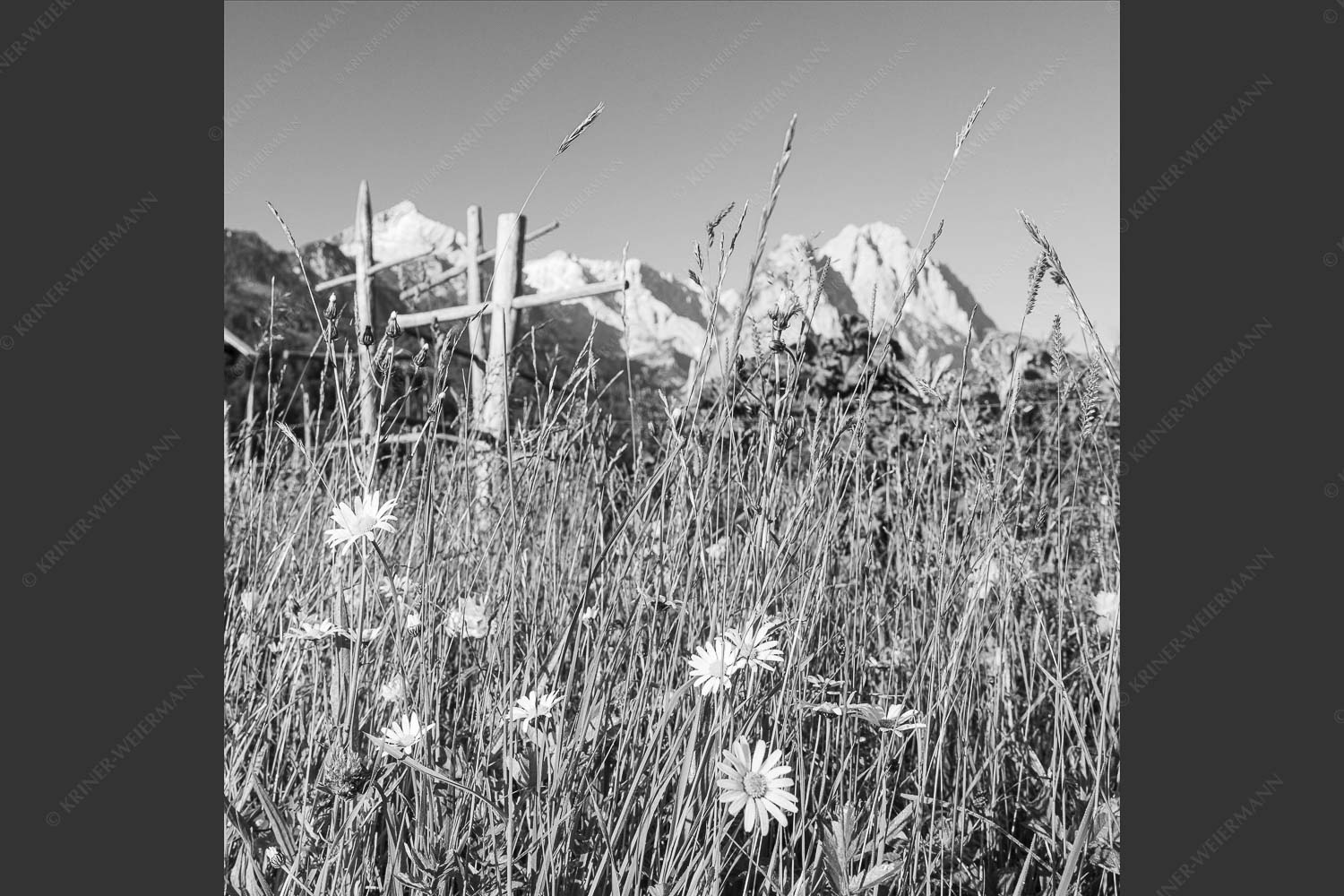 Wiesmahd in Garmisch-Partenkirchen mit Alpspitz und Waxenstein - Heuzeit 1:1 sw -- Blumenwiese Stanker und Alpspitze - mehr Infos bei www.Kriner-Weiermann.de