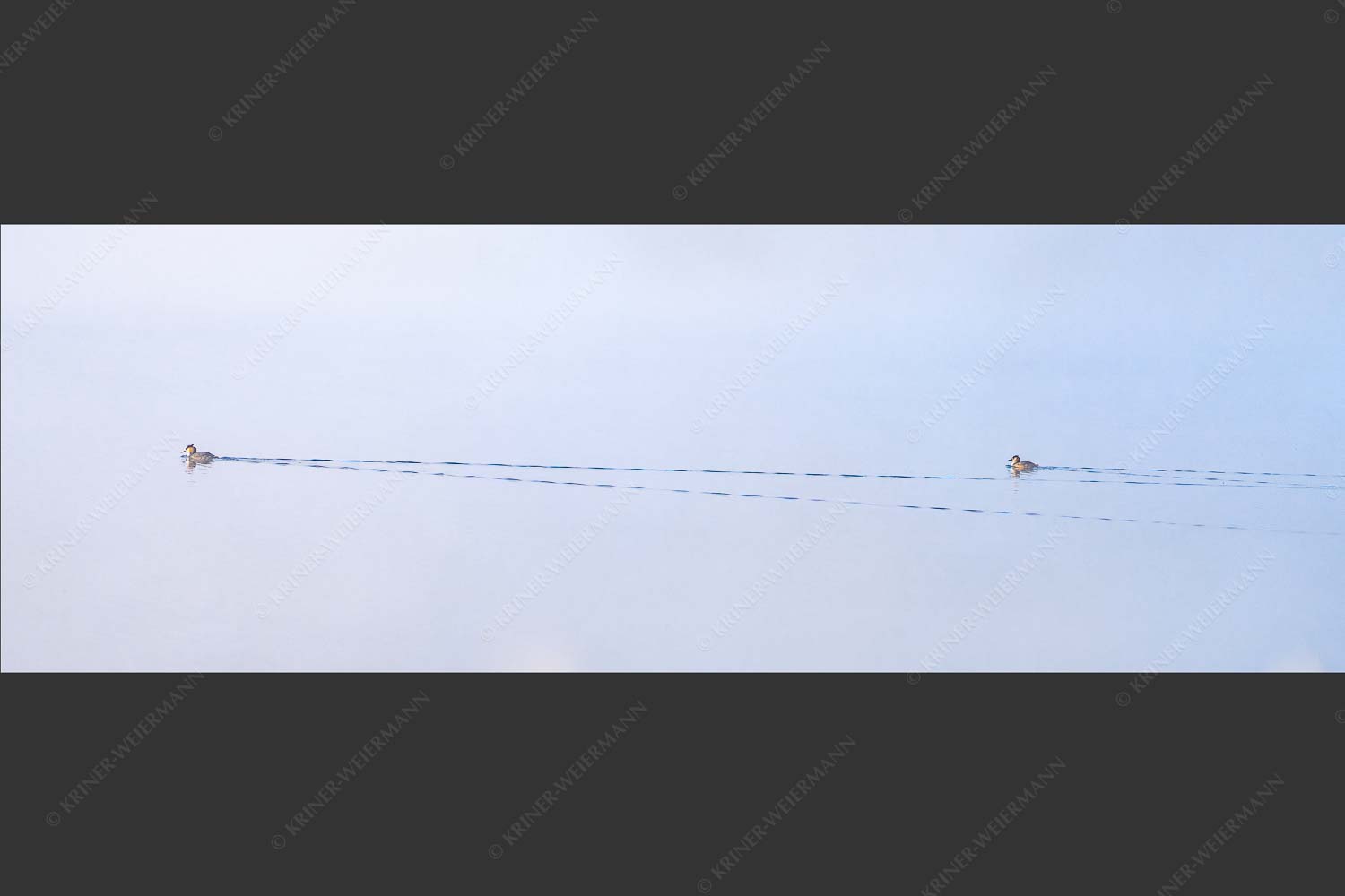 Zwei Haubentaucher unterwegs am Barmsee - Hinterher 3:1  -- Haubentaucher am Barmsee - mehr Infos bei www.Kriner-Weiermann.de