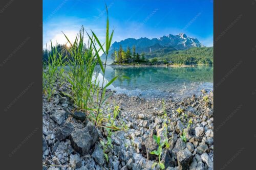 Sonnenaufgang am Eibsee mit Blick zur Zugspitze - Hinterm Schilf 1:1  -- Eibseeufer mit Zugspitze - mehr Infos bei www.Kriner-Weiermann.de