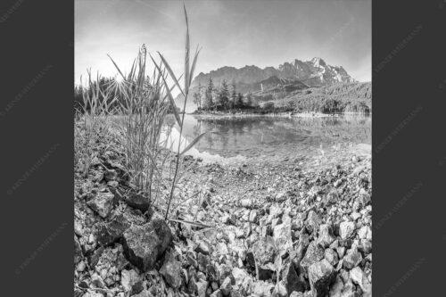 Sonnenaufgang am Eibsee mit Blick zur Zugspitze - Hinterm Schilf 1:1 sw -- Eibseeufer mit Zugspitze - mehr Infos bei www.Kriner-Weiermann.de