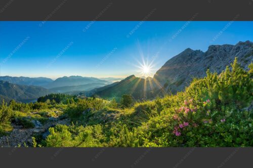 Schachenschloss mit Sonnenaufgang am Schachentor - Hinterm Schloss 2:1  -- Almrosenblüte beim Schachenschloss - mehr Infos bei www.Kriner-Weiermann.de