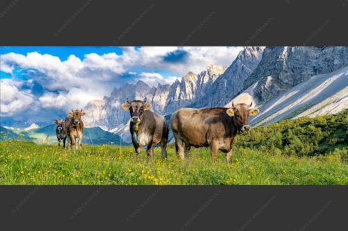 Jungvieh am Hochalmsattel im Karwendel mit Lalidererwand im Hintergrund - Hochalm II 2,5:1  -- Junge Kühe mit Laliderer im Karwendel - mehr Infos bei www.Kriner-Weiermann.de