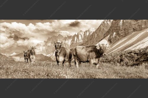 Jungvieh am Hochalmsattel im Karwendel mit Lalidererwand im Hintergrund - Hochalm II 2,5:1 sepia -- Junge Kühe mit Laliderer im Karwendel - mehr Infos bei www.Kriner-Weiermann.de