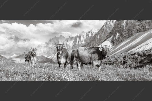 Jungvieh am Hochalmsattel im Karwendel mit Lalidererwand im Hintergrund - Hochalm II 2,5:1 sw -- Junge Kühe mit Laliderer im Karwendel - mehr Infos bei www.Kriner-Weiermann.de