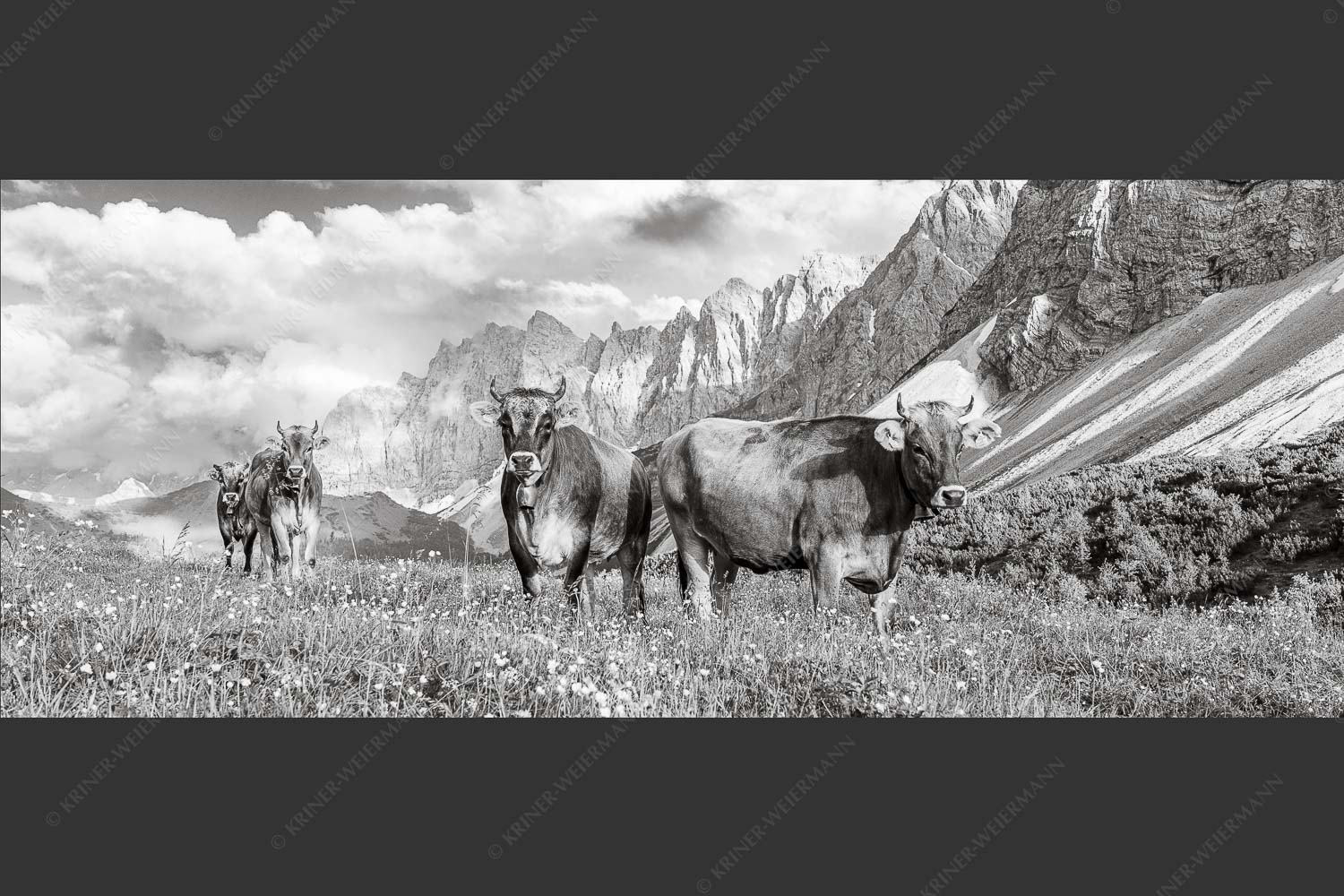 Jungvieh am Hochalmsattel im Karwendel mit Lalidererwand im Hintergrund - Hochalm II 2,5:1 sw -- Junge Kühe mit Laliderer im Karwendel - mehr Infos bei www.Kriner-Weiermann.de
