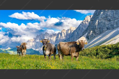 Jungvieh am Hochalmsattel im Karwendel mit Lalidererwand im Hintergrund - Hochalm II 2:1  -- Junge Kühe mit Laliderer im Karwendel - mehr Infos bei www.Kriner-Weiermann.de