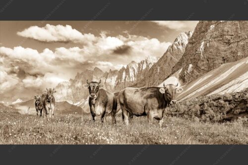 Jungvieh am Hochalmsattel im Karwendel mit Lalidererwand im Hintergrund - Hochalm II 2:1 sepia -- Junge Kühe mit Laliderer im Karwendel - mehr Infos bei www.Kriner-Weiermann.de