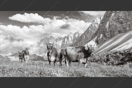 Jungvieh am Hochalmsattel im Karwendel mit Lalidererwand im Hintergrund - Hochalm II 2:1 sw -- Junge Kühe mit Laliderer im Karwendel - mehr Infos bei www.Kriner-Weiermann.de