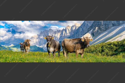 Jungvieh am Hochalmsattel im Karwendel mit Lalidererwand im Hintergrund - Hochalm II 3:1  -- Junge Kühe mit Laliderer im Karwendel - mehr Infos bei www.Kriner-Weiermann.de