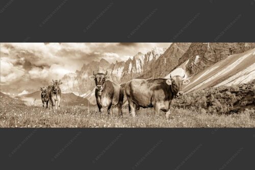 Jungvieh am Hochalmsattel im Karwendel mit Lalidererwand im Hintergrund - Hochalm II 3:1 sepia -- Junge Kühe mit Laliderer im Karwendel - mehr Infos bei www.Kriner-Weiermann.de