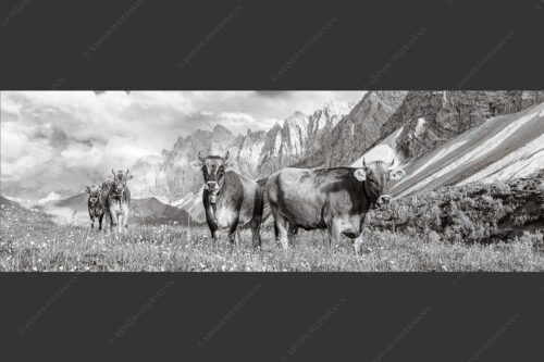 Jungvieh am Hochalmsattel im Karwendel mit Lalidererwand im Hintergrund - Hochalm II 3:1 sw -- Junge Kühe mit Laliderer im Karwendel - mehr Infos bei www.Kriner-Weiermann.de