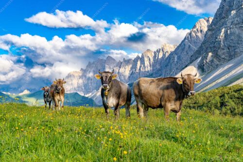 Jungvieh am Hochalmsattel im Karwendel mit Lalidererwand im Hintergrund - Hochalm II 3:2  -- Junge Kühe mit Laliderer im Karwendel - mehr Infos bei www.Kriner-Weiermann.de