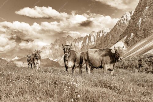 Jungvieh am Hochalmsattel im Karwendel mit Lalidererwand im Hintergrund - Hochalm II 3:2 sepia -- Junge Kühe mit Laliderer im Karwendel - mehr Infos bei www.Kriner-Weiermann.de