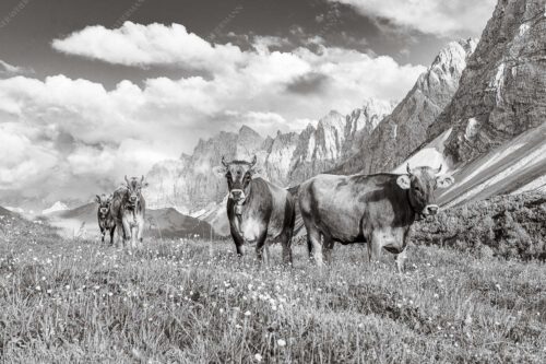 Jungvieh am Hochalmsattel im Karwendel mit Lalidererwand im Hintergrund - Hochalm II 3:2 sw -- Junge Kühe mit Laliderer im Karwendel - mehr Infos bei www.Kriner-Weiermann.de