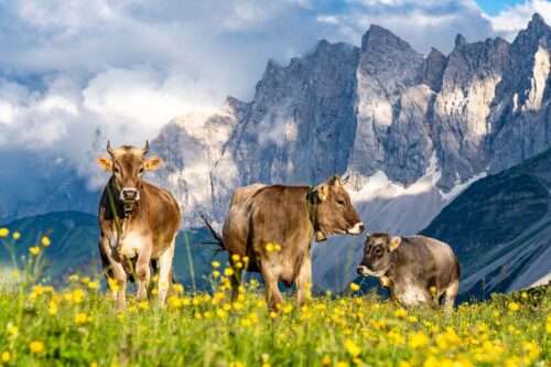 Jungvieh am Hochalmsattel mit Laliedererwand im Hintergrund - Hochalm 3:2  -- Rinder im Karwendel mit Laliderer - mehr Infos bei www.Kriner-Weiermann.de