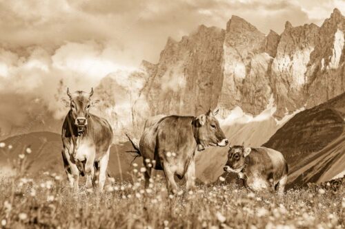 Jungvieh am Hochalmsattel mit Laliedererwand im Hintergrund - Hochalm 3:2 sepia -- Rinder im Karwendel mit Laliderer - mehr Infos bei www.Kriner-Weiermann.de