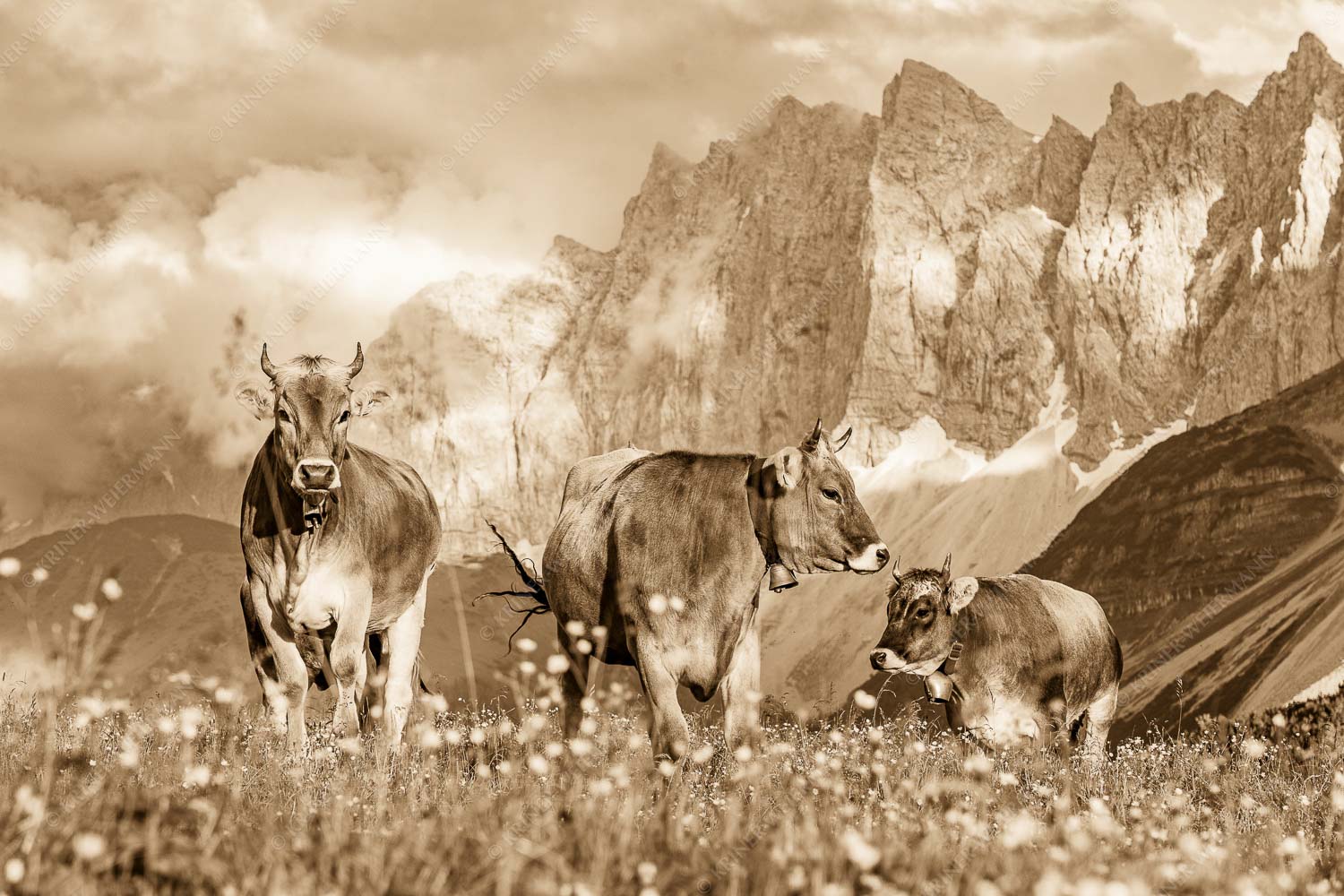 Jungvieh am Hochalmsattel mit Laliedererwand im Hintergrund - Hochalm 3:2 sepia -- Rinder im Karwendel mit Laliderer - mehr Infos bei www.Kriner-Weiermann.de
