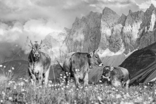 Jungvieh am Hochalmsattel mit Laliedererwand im Hintergrund - Hochalm 3:2 sw -- Rinder im Karwendel mit Laliderer - mehr Infos bei www.Kriner-Weiermann.de
