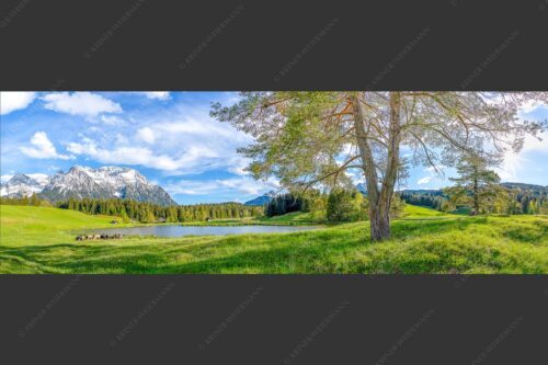 Schafe am Schmalensee mit Blick zum Karwendel - Idylle am See 3:1  -- Schmalensee Schafe und Karwendel - mehr Infos bei www.Kriner-Weiermann.de