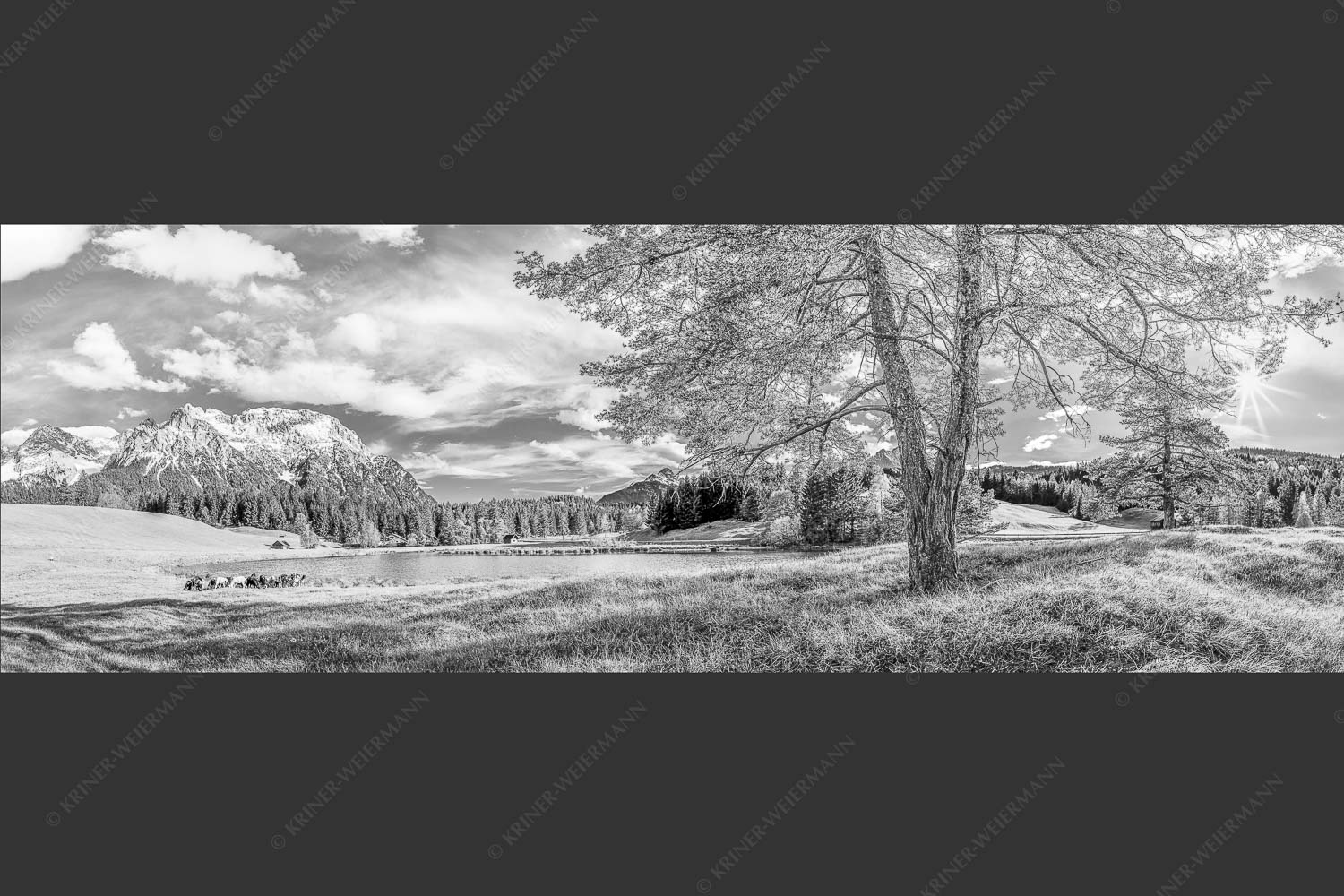 Schafe am Schmalensee mit Blick zum Karwendel - Idylle am See 3:1 sw -- Schmalensee Schafe und Karwendel - mehr Infos bei www.Kriner-Weiermann.de