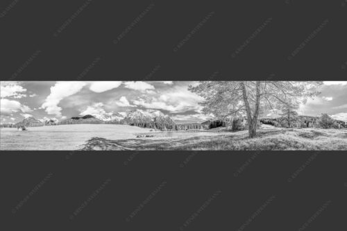 Schafe am Schmalensee mit Blick zum Karwendel - Idylle am See 5:1 sw -- Schmalensee Schafe und Karwendel - mehr Infos bei www.Kriner-Weiermann.de
