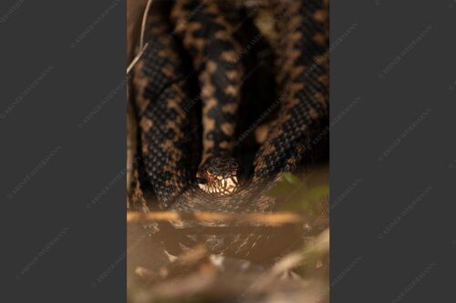 Kreuzotter (Vipera berus) im Kochler Moos - Im Fokus 2:3  -- Kreuzotter an der Loisach - mehr Infos bei www.Kriner-Weiermann.de