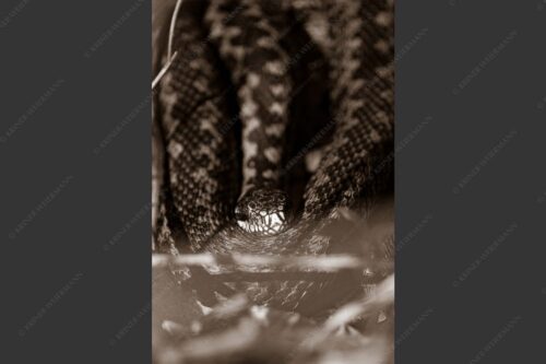 Kreuzotter (Vipera berus) im Kochler Moos - Im Fokus 2:3 sepia -- Kreuzotter an der Loisach - mehr Infos bei www.Kriner-Weiermann.de