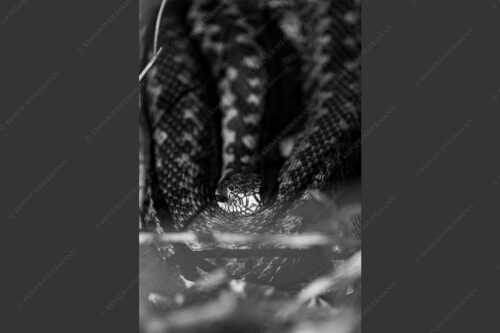 Kreuzotter (Vipera berus) im Kochler Moos - Im Fokus 2:3 sw -- Kreuzotter an der Loisach - mehr Infos bei www.Kriner-Weiermann.de