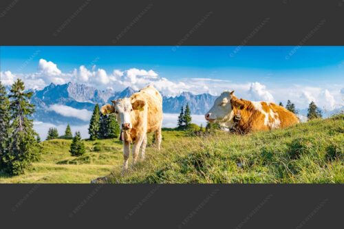 Jungvieh auf der Wallgaueralm mit Karwendelgebirge - Immer mit der Ruhe 2,5:1  -- Junge Rinder bei Wallgaueralm - mehr Infos bei www.Kriner-Weiermann.de