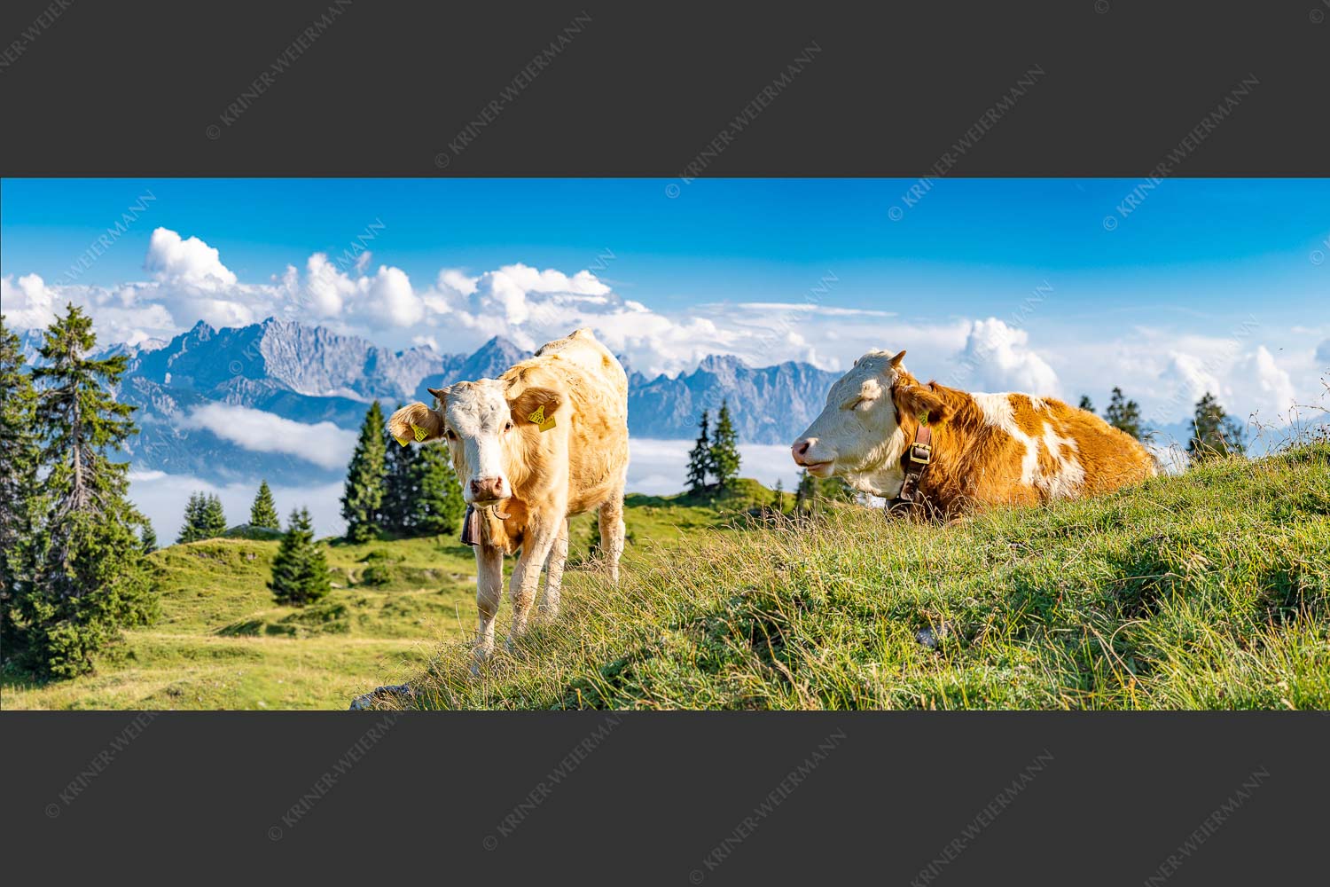 Jungvieh auf der Wallgaueralm mit Karwendelgebirge - Immer mit der Ruhe 2,5:1 -- Junge Rinder bei Wallgaueralm - mehr Infos bei www.Kriner-Weiermann.de