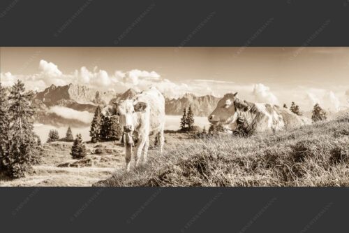 Jungvieh auf der Wallgaueralm mit Karwendelgebirge - Immer mit der Ruhe 2,5:1 sepia -- Junge Rinder bei Wallgaueralm - mehr Infos bei www.Kriner-Weiermann.de