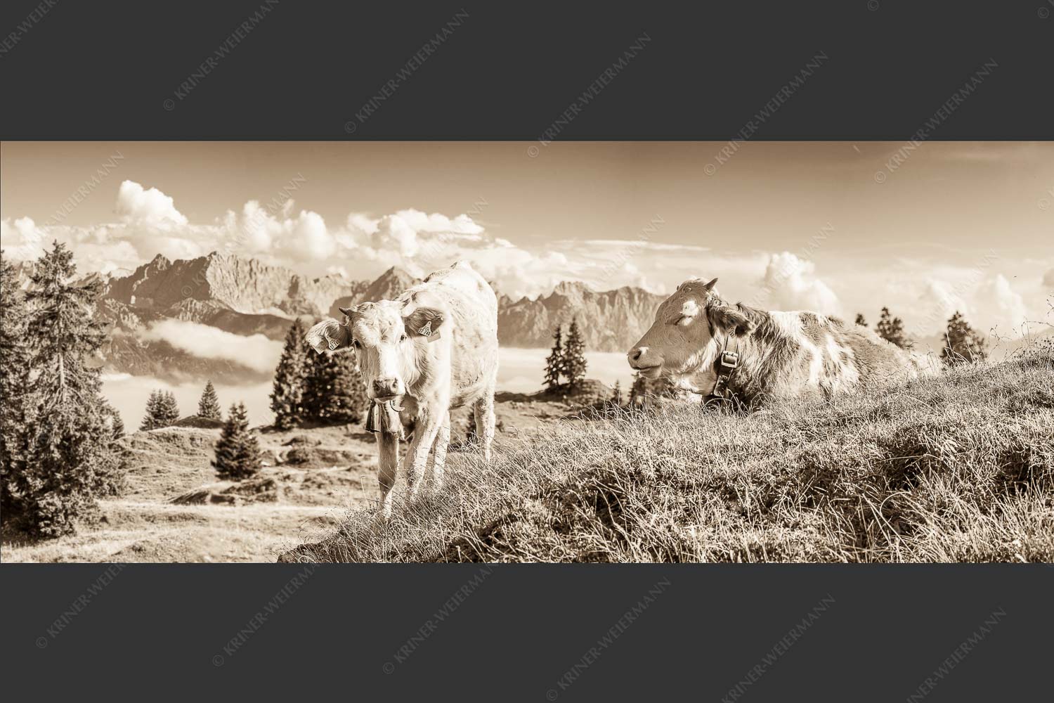 Jungvieh auf der Wallgaueralm mit Karwendelgebirge - Immer mit der Ruhe 2,5:1 sepia -- Junge Rinder bei Wallgaueralm - mehr Infos bei www.Kriner-Weiermann.de